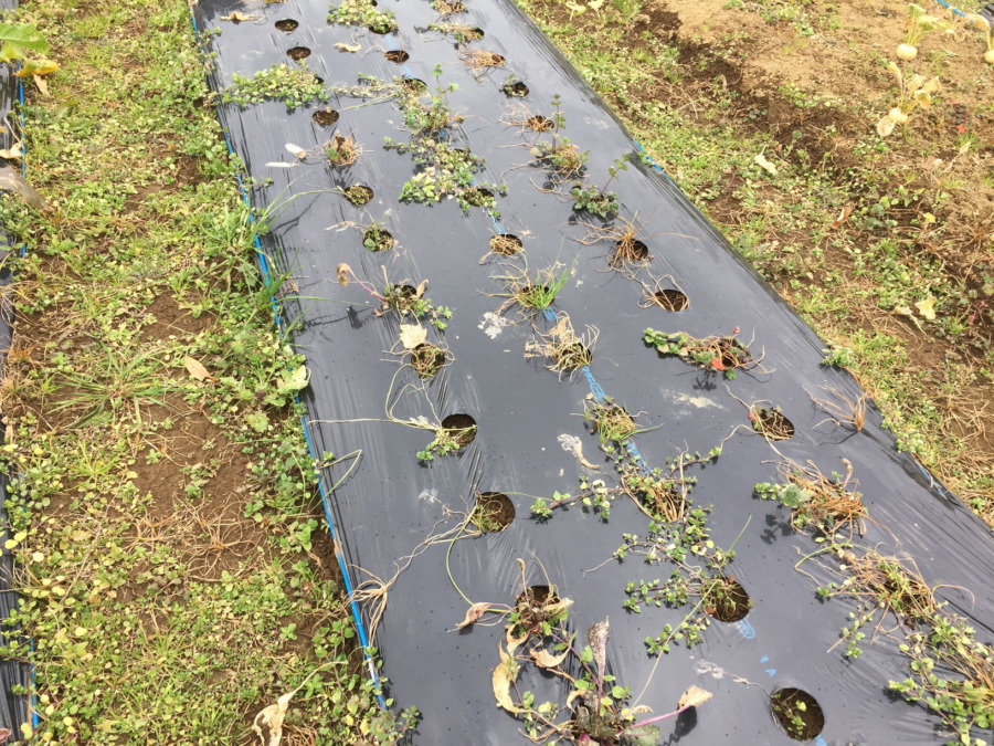 【あやめ雪の栽培完了】育ててくれてありがとう。お次は？