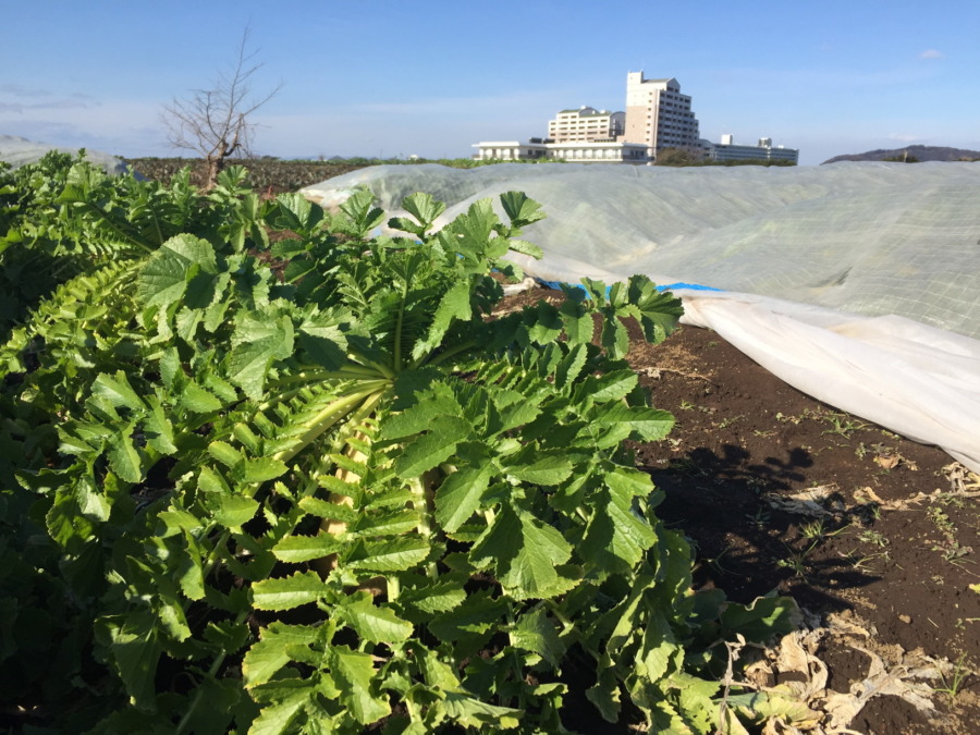 【1月26日（日）】誰が一番大きい！？三浦大根の収穫コンテスト＆本格！洗浄体験