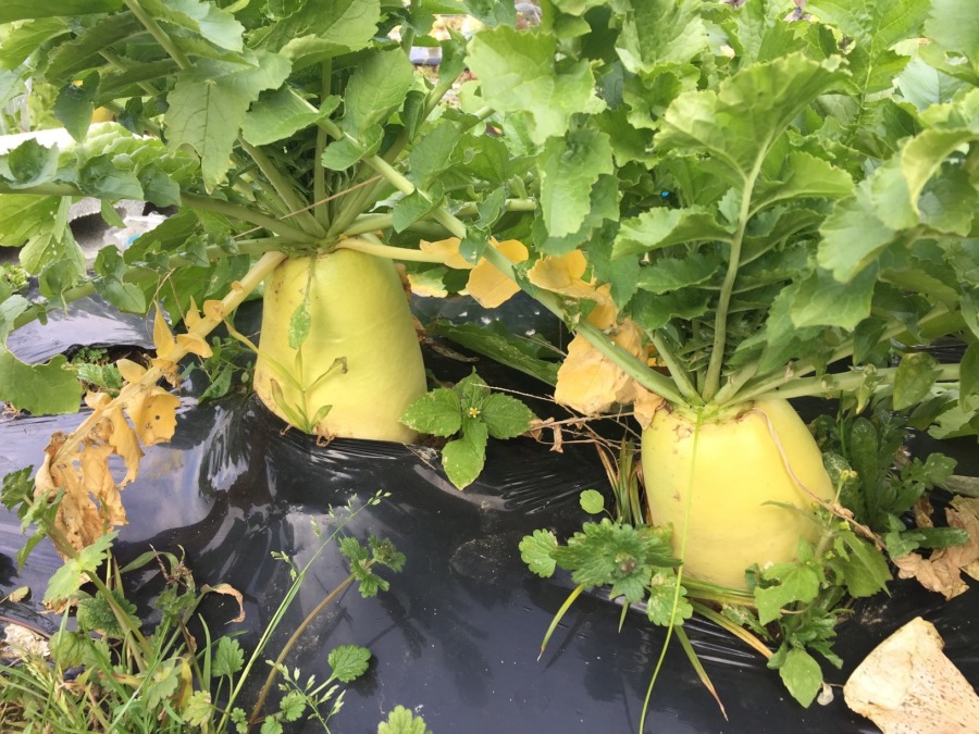 「はたけ×IoT」まなび体験用の大根。なかなかいいヨ。あさって収穫しましょうね。