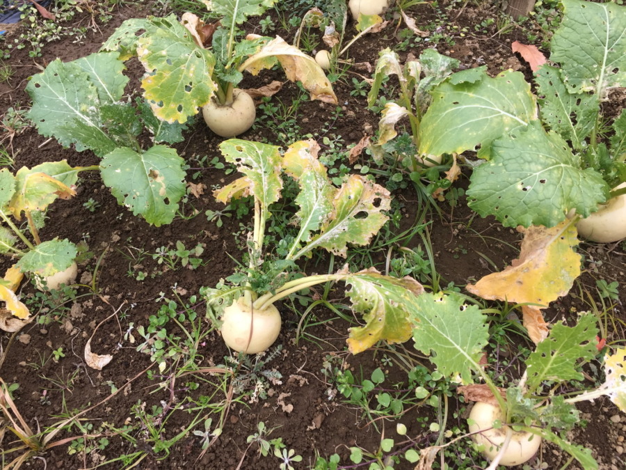 【こかぶの栽培完了】育ててくれてありがとう。さてお次は？