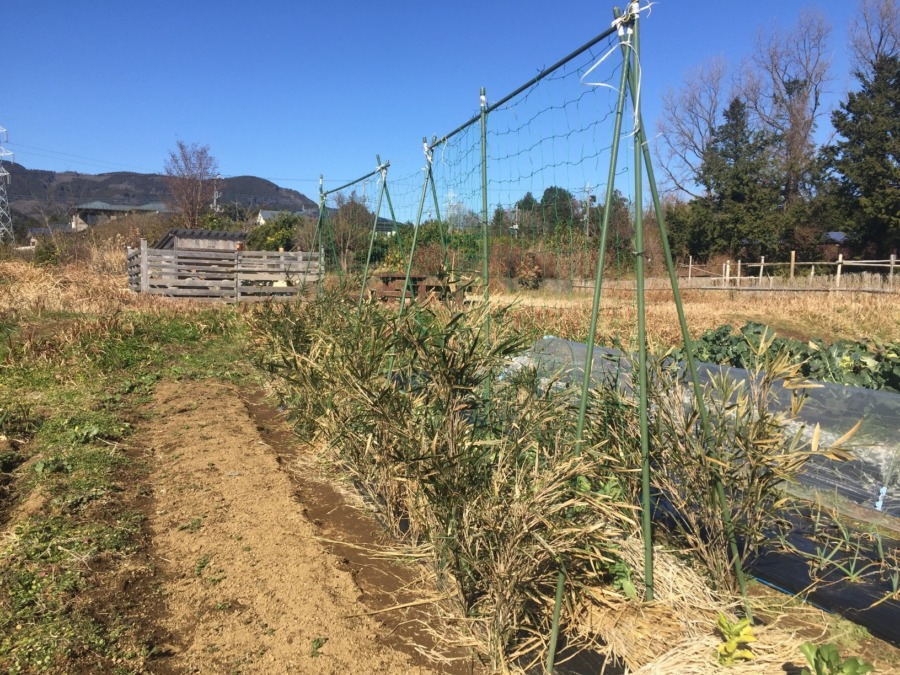 【ファーマーズラプス♬】えんどう豆のためのネット張りと寒さ対策