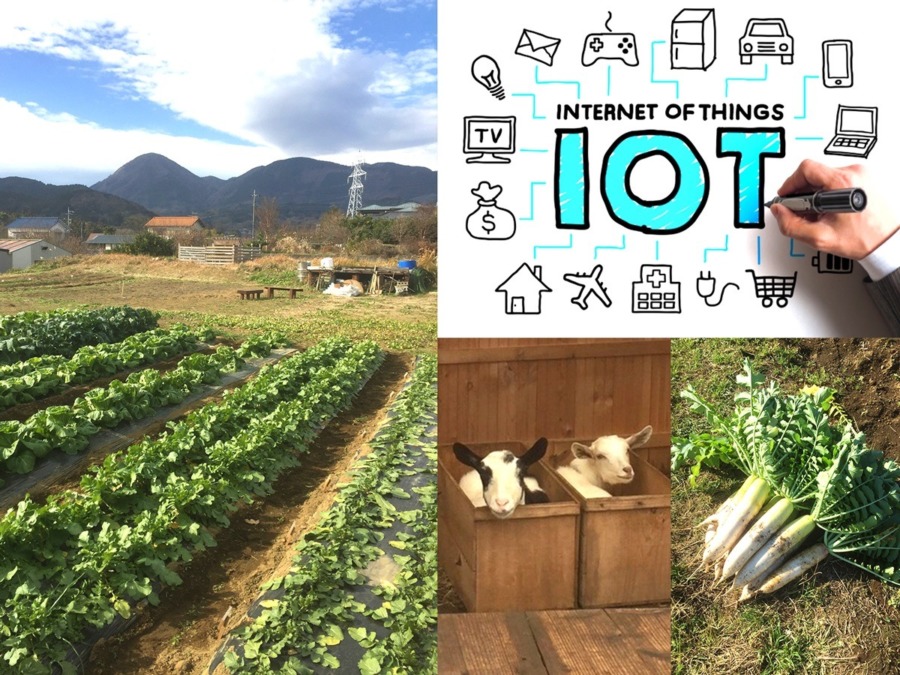 【開催御礼】1月18日（土）｜IoT×AI×はたけ！未来のはたけ体験（当日資料あり）