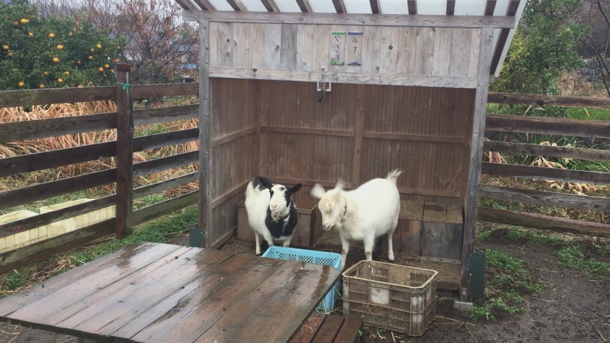 スーパーサイ「やぎ」ン？