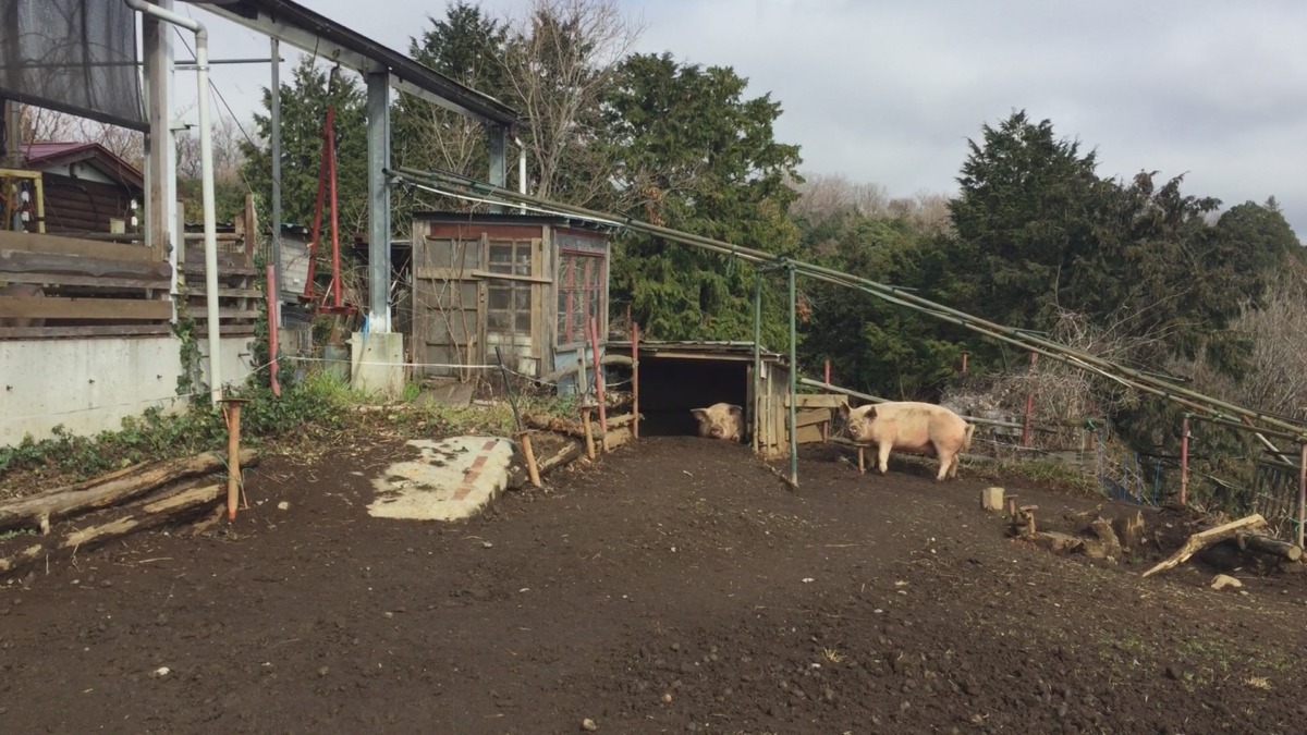 猪さんもこんな感じでのんびりしたいゾ。