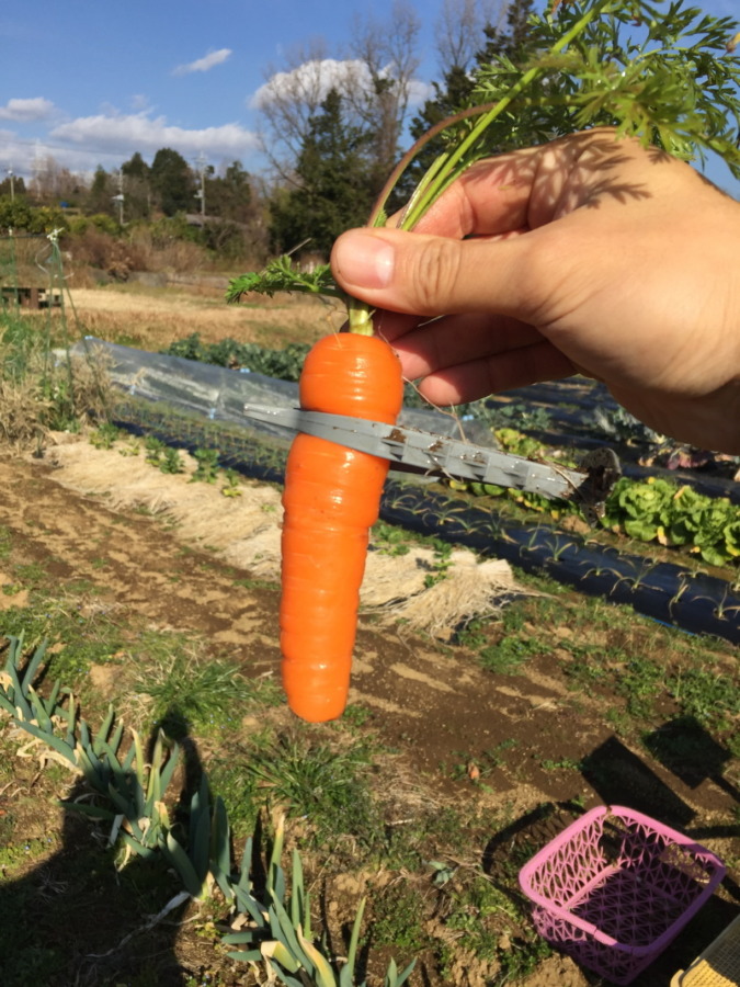 苦労して育ちました。ちょっと誉めてほしいかな。