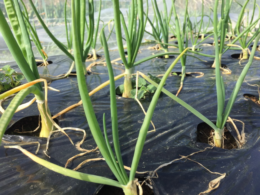 【今日のたまねぎVR】これから春の成長に向けて追肥も実施