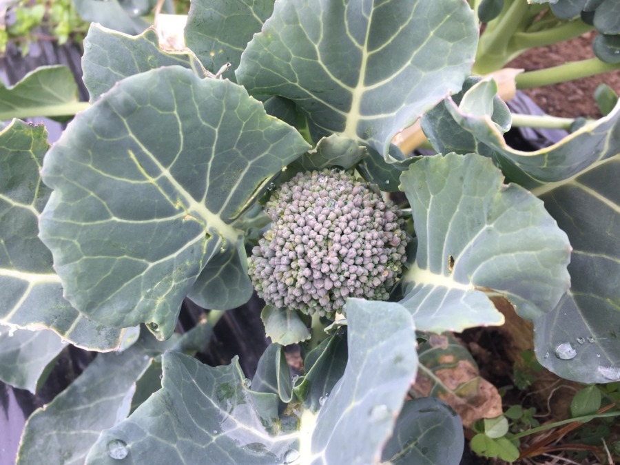 今日のぶろっこり。脇芽ひょっこり。