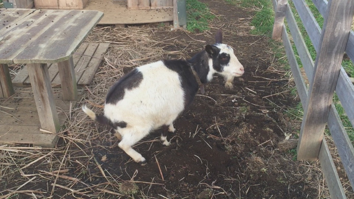 わたしがクールにおしっこします。