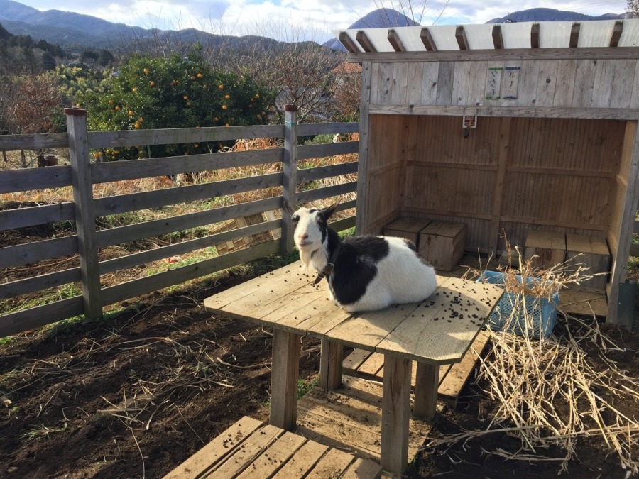 はい、晴れてます🐐🐄