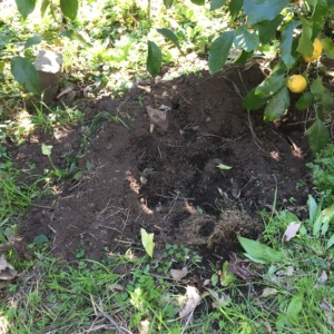 レモン畑、掘ってるゾ。石垣も崩すゾ。