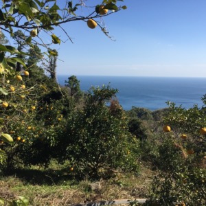 今日のレモン畑は強風。除草などの整備はだいぶ進んできました。