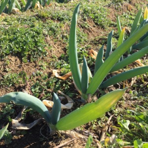 今日のネギ属（下仁田ネギ）。