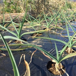 今日のネギ属（にんにく）。