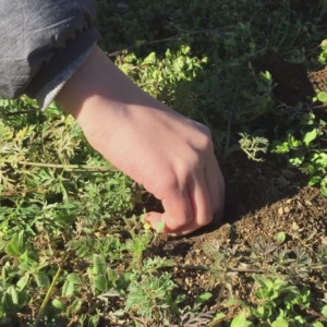 今日の収穫①「にんじん」。