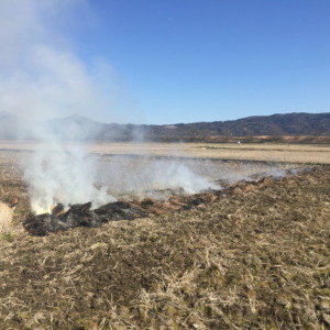 今日は田んぼで野焼き。ちゃんと消防署の許可もとってますよ。