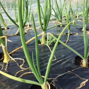 【今日のたまねぎVR】これから春の成長に向けて追肥も実施