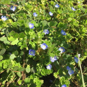 【競演】下仁田ネギとオオイヌノフグリ。