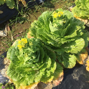 『菜の花』とはアブラナ科の野菜・植物の花のこと。白菜の場合。