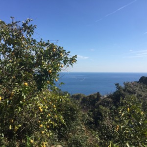 今日の片浦れもん畑。画像集。