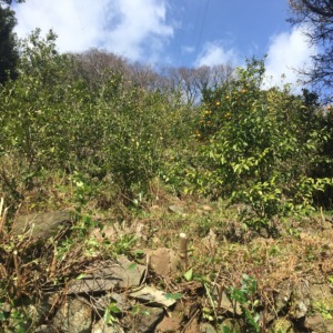 【祝】片浦の畑、上から下まで開通しました。歩くとこんな感じ。