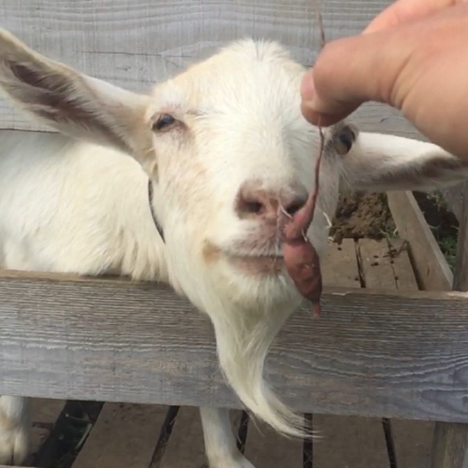 【編集】iPhoneで撮影したスロー動画をWindows PCで編集する際の注意点