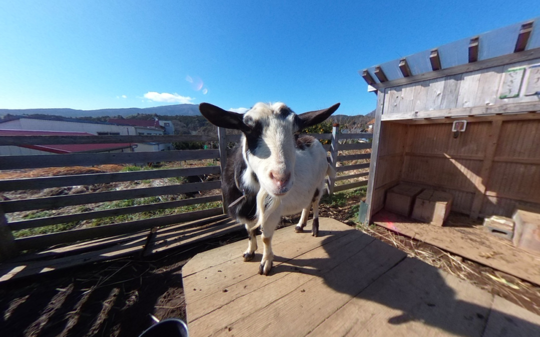 今日のやぎ子VR。なでなで動画はいつものパターンが。