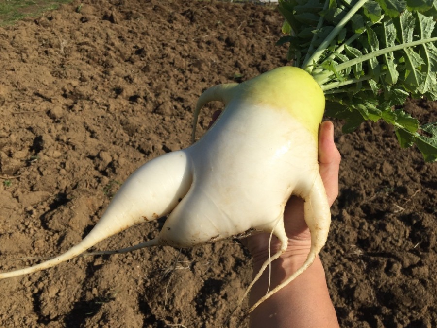 変な大根は、体験農園の密かな愉しみ♪♬