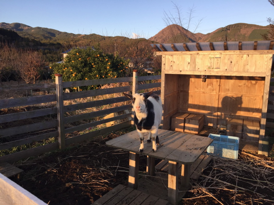 今日も晴れ。早朝の朝日がfeelin’ good.