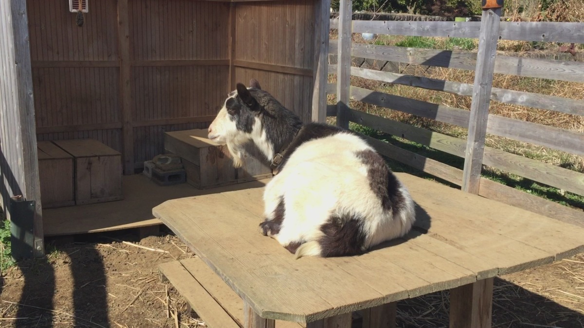 今日は湿度も低くポカポカ♪♬こんな午後はテーブルの上でZzz