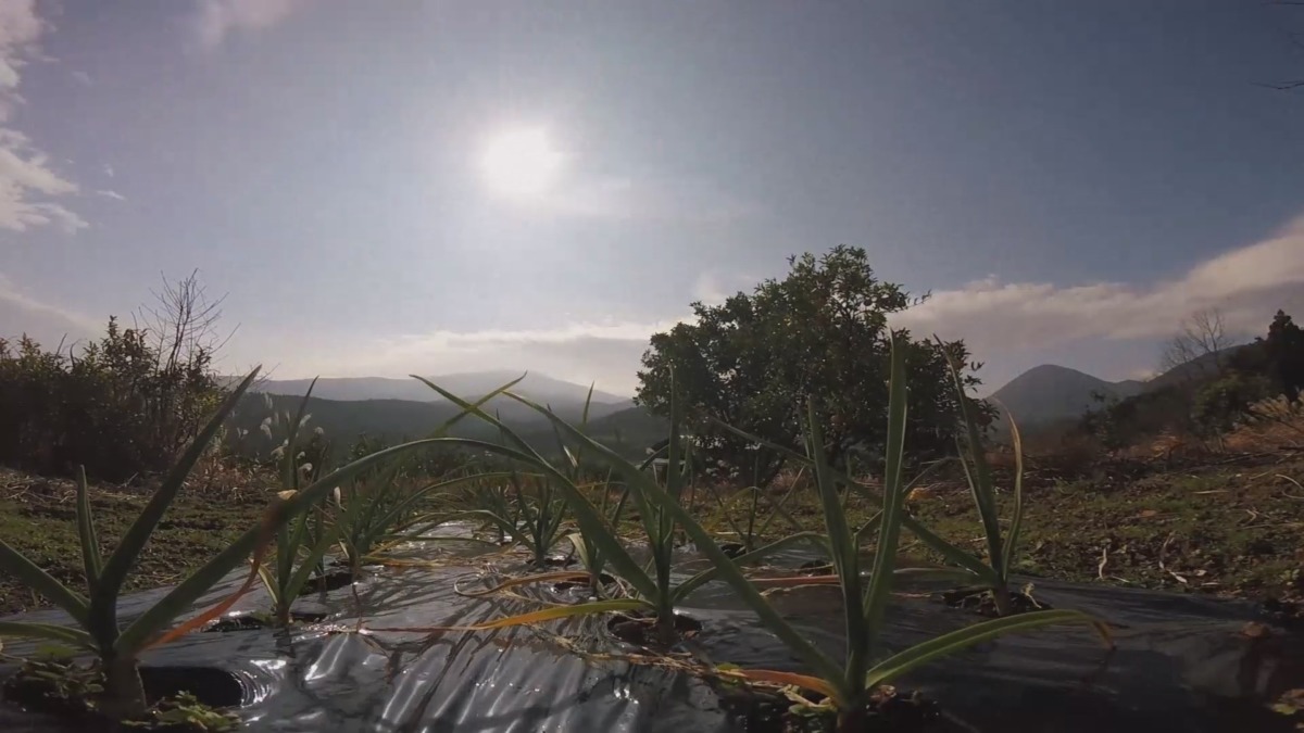 にんにくの、のんびり冬の一日を2分でどうぞ。