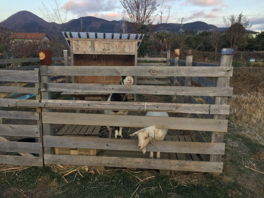 寒い朝です。いろいろ凍ってたので紹介しますメ。ルナのあれまで、、、