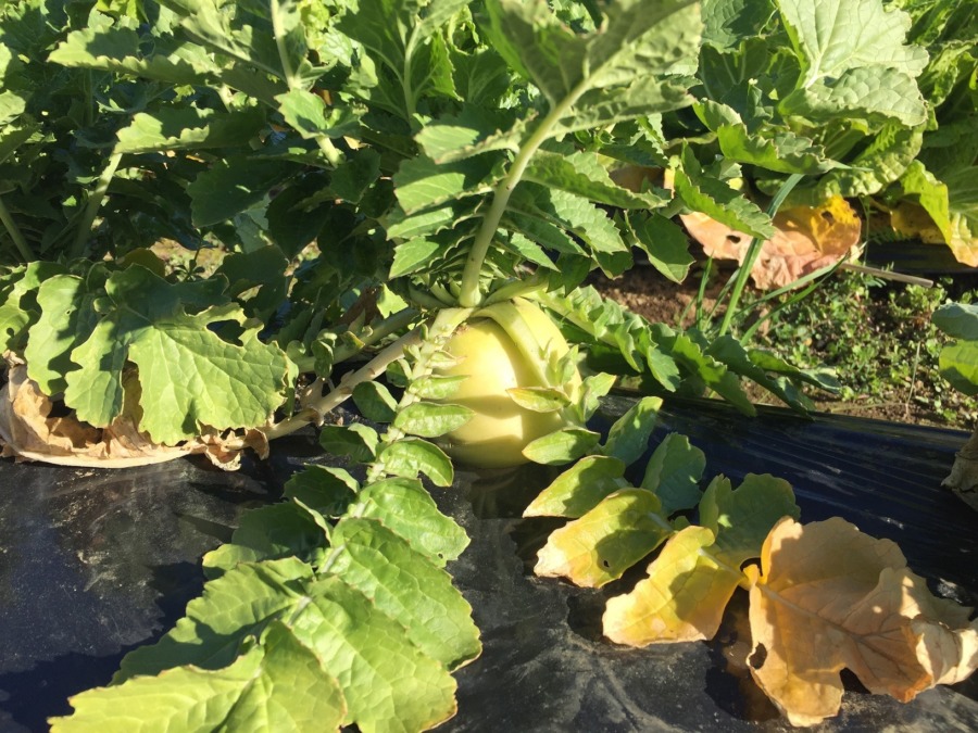 だいこんの今。収穫まであと○○日。