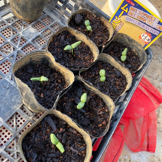 スイカじゃないよ