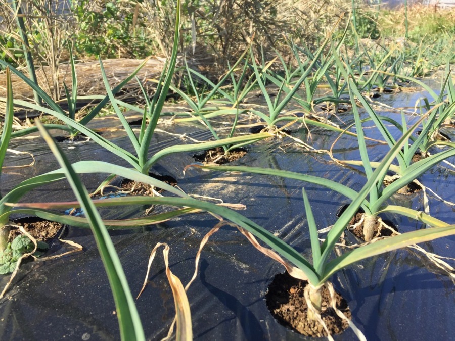 今日のネギ属（にんにく）。