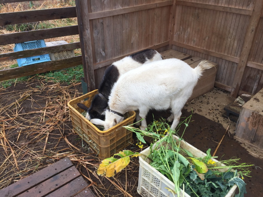 雨ですメ～☔。暖かいですけど、じめじめはいや。