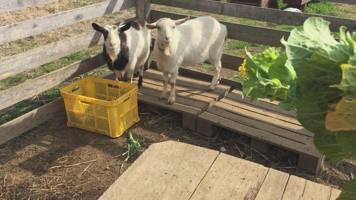 花が咲いた白菜を食べないと見せかけて、食べる動画だヨ。
