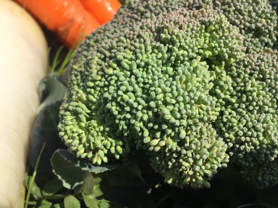 花を咲かせたいウズウズ感つたわりますか？今が最後の収穫タイミングですよ。