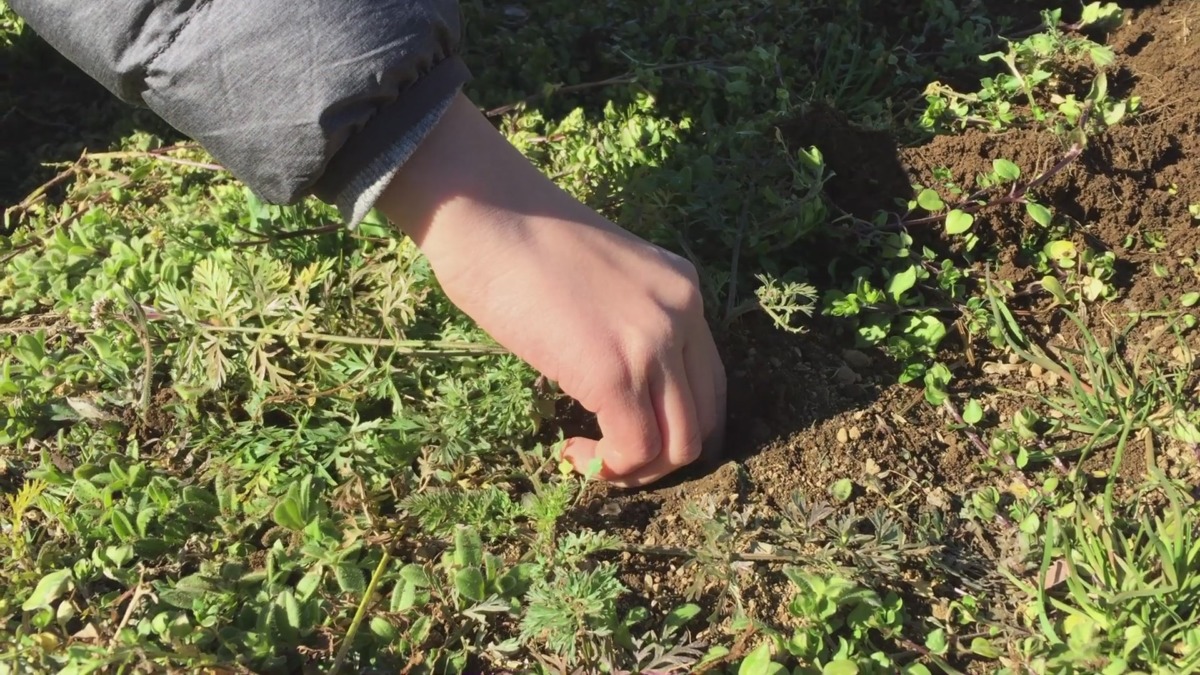 今日の収穫①「にんじん」。