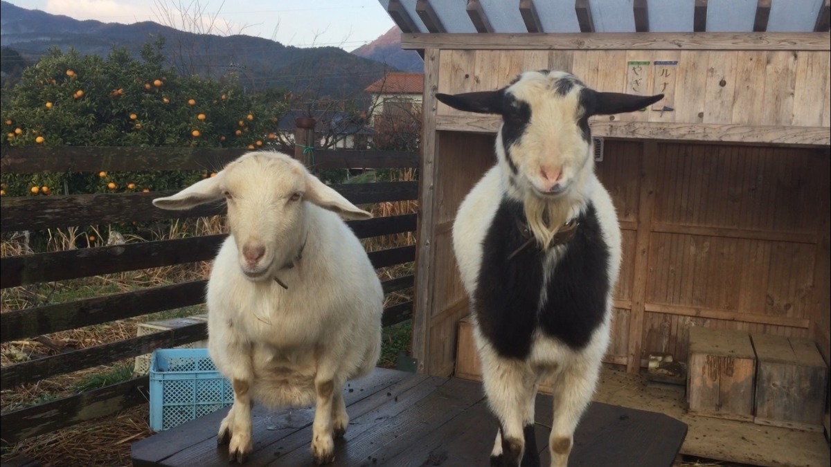 わたしの「のび～～」からルナのおしっこ。朝のオンザテーブル。