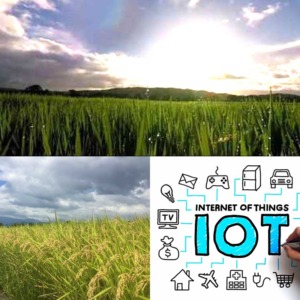 【6月6日（土）/ 7日（日）】水田×IoT×AI！暮らしとつながる未来の田んぼ体験（第一回）