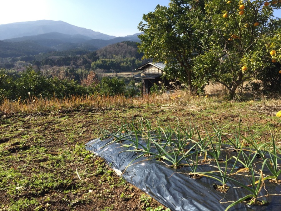 にんにくの今。6月収穫にむけてスクスク♪