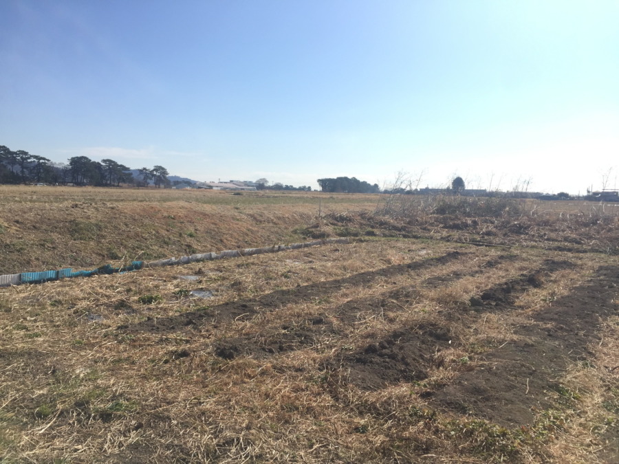 今日のさといも畑。例によって何もないように見えますが、、、