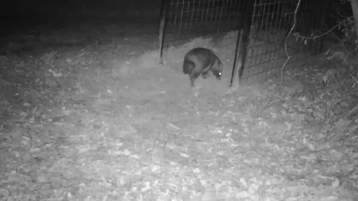 【深夜のもののけムービー】小たぬき→大たぬき