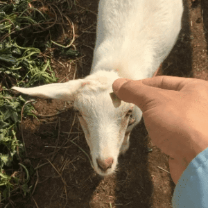 茹でニンニクに、ぷいっ。