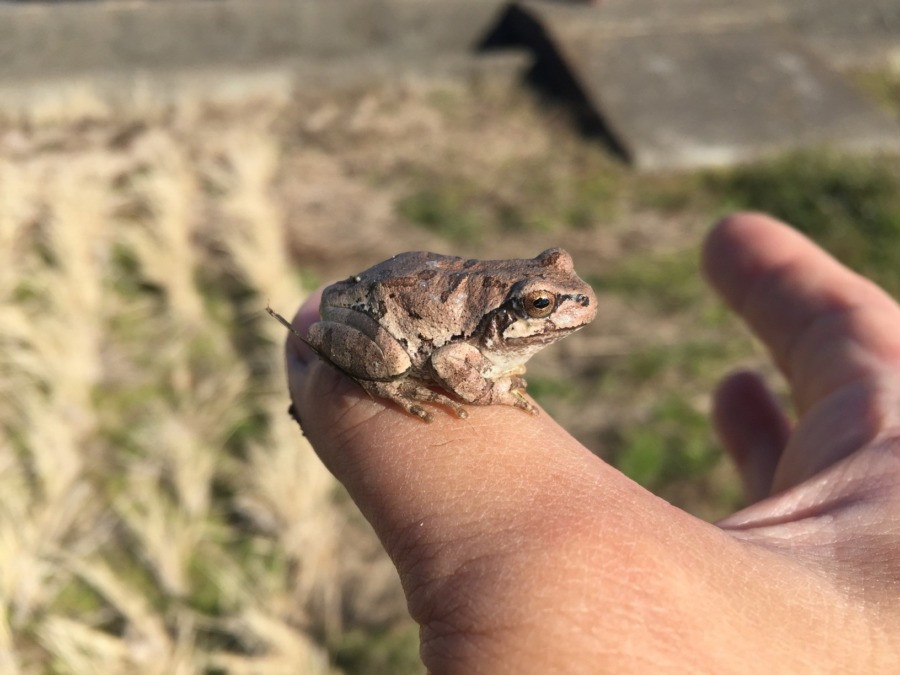 【蛙さん】田んぼで冬眠してたところを起こしちゃいました。