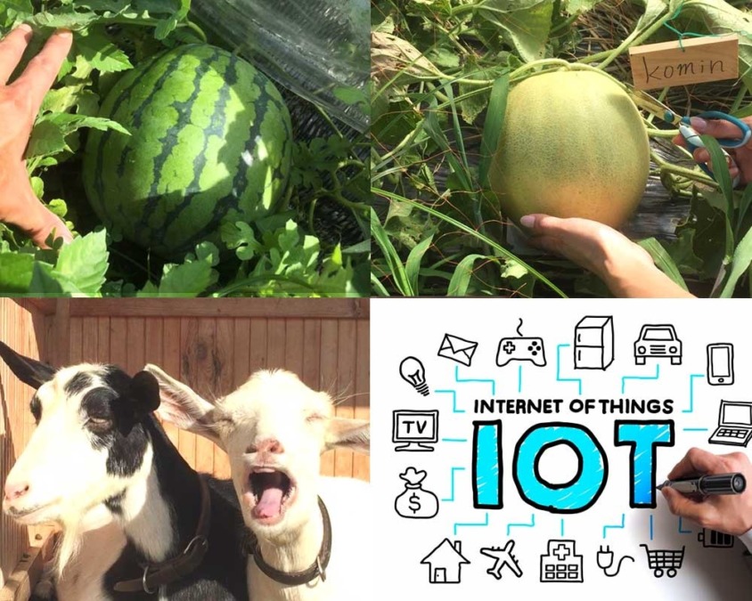 【4月26日（日）/ 5月6日（祝）】｜畑×IoT×AI！暮らしとつながるスイカはたけ体験（第一回）