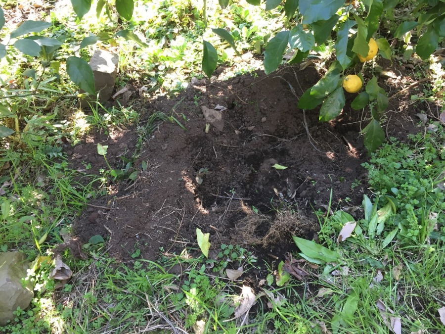 レモン畑、掘ってるゾ。石垣も崩すゾ。