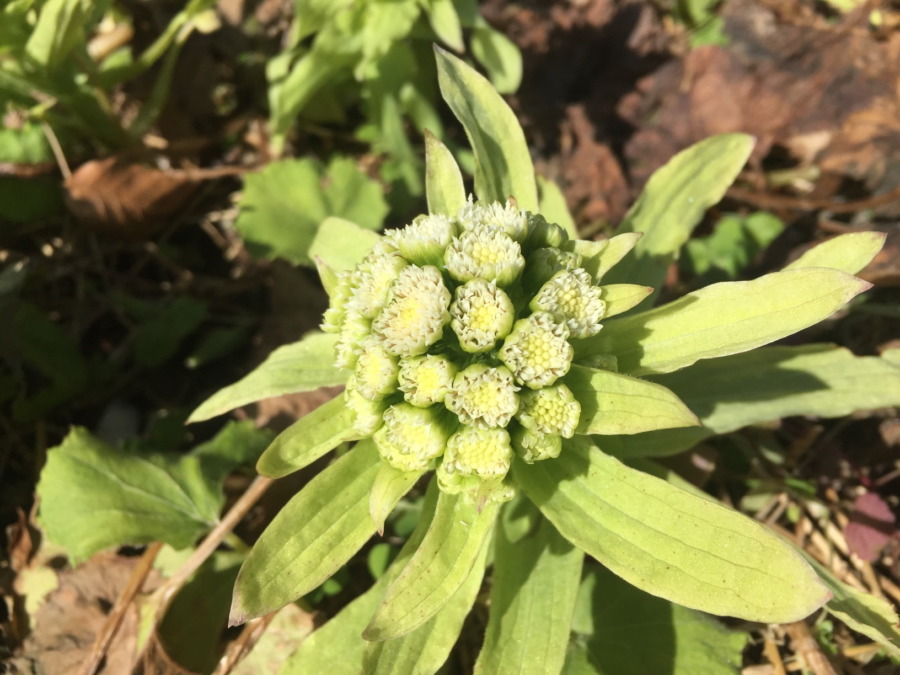 【はたけDE暦】こうさいじの畑でもふきのとうを発見。もう春。