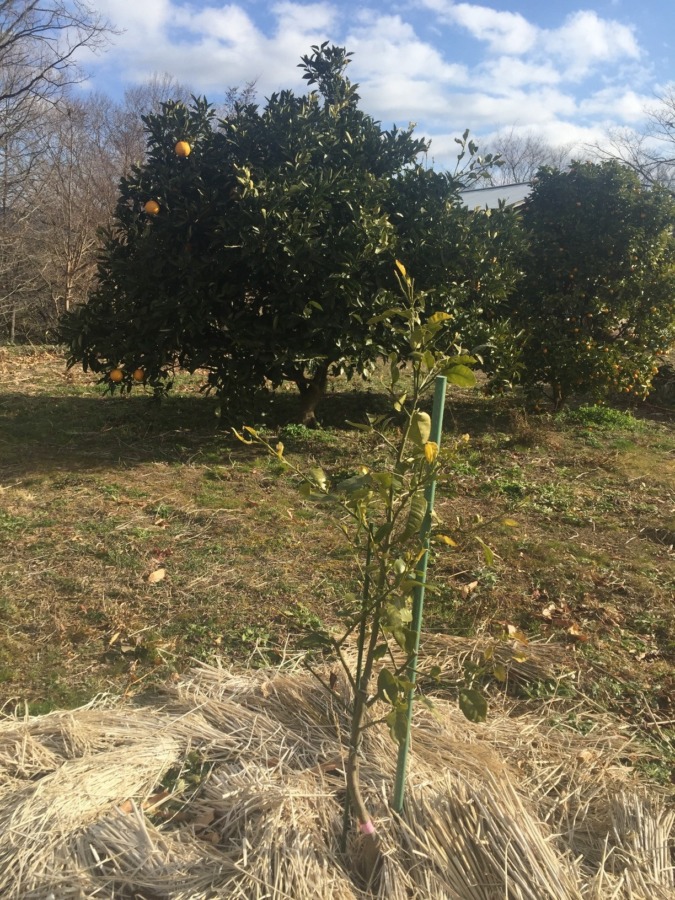 今日の柑橘畑。グレープフルーツ・金柑など。