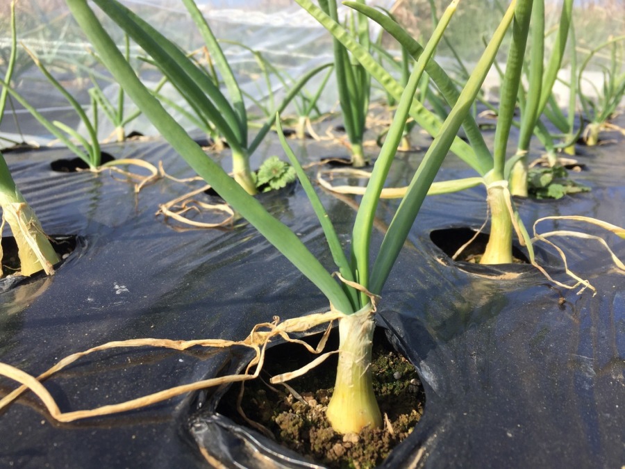 今日のネギ属（玉ねぎ）。